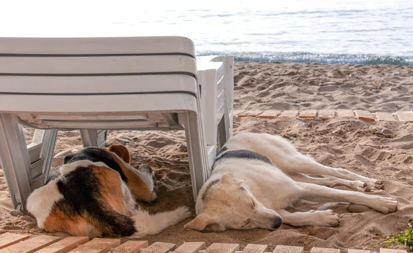 Perro callejero tumbado en la playa bajo tumbonas en arena — Foto de Stock