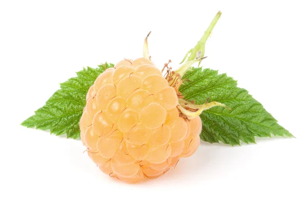 Framboises jaunes avec feuille isolée sur fond blanc macro — Photo