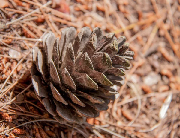 Fir-cone on the ground in the forest — Stock Photo, Image