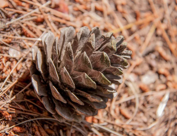 Spar-cone op de grond in het bos — Stockfoto