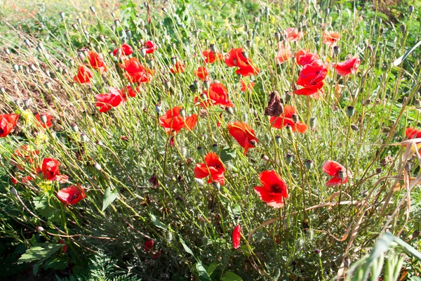 Κόκκινες παπαρούνες αναπτυσσόμενο σε χωράφι ηλιόλουστη ημέρα — Φωτογραφία Αρχείου