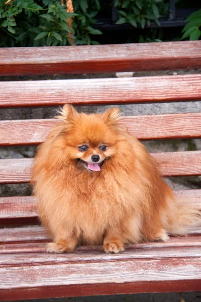 Spitz dog on a bench close up — Stock Photo, Image