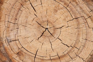 eski ağaç kısmak makroyu kapatın