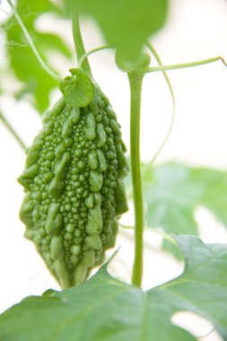 bir yeşil momordica veya karela bir şube büyüyor