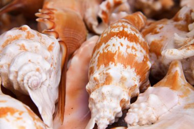 deniz kabuklarını sayaç piyasada bir arka plan olarak