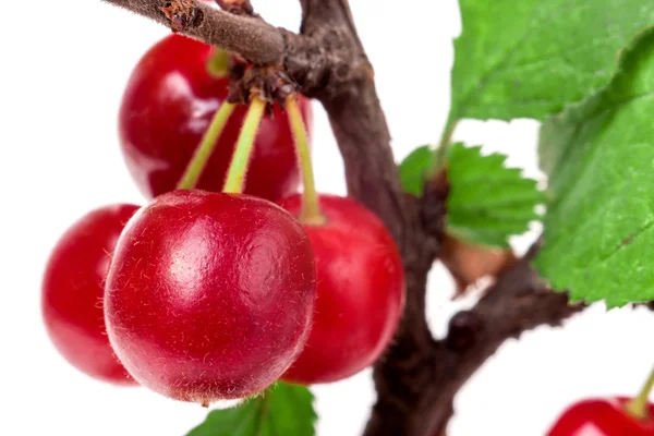 Gevilte cherry tak geïsoleerd op witte achtergrond — Stockfoto