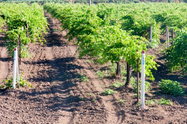 bir üzüm bağı yaz Crimea'da satırları