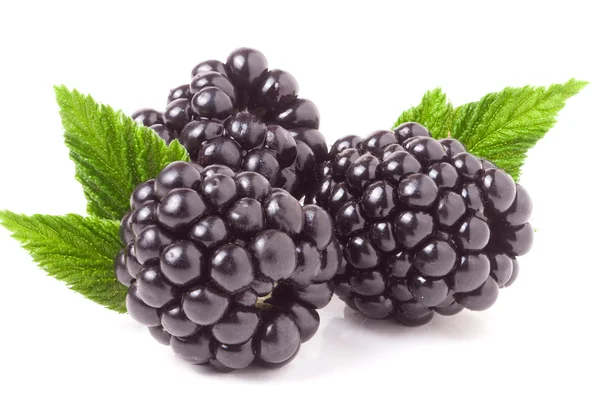 Trzy blackberry z liść na białym tle na białe tło zbliżenie — Zdjęcie stockowe