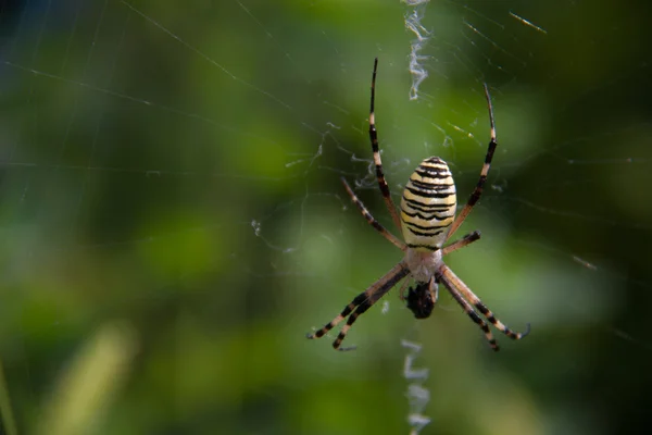 Vespa aranha Argiope bruennichi em um fundo verde web — Fotografia de Stock