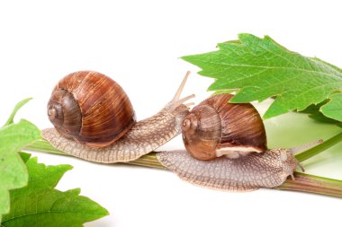 iki salyangoz asma yaprak beyaz arka plan üzerinde tarama