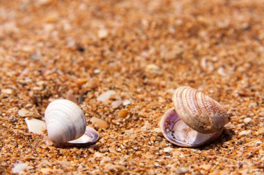 deniz kum sahil üzerinde