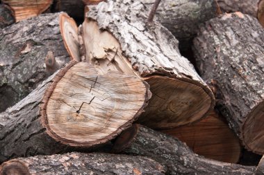 bulutlu bir günde yakacak odun yakın çekim yığını