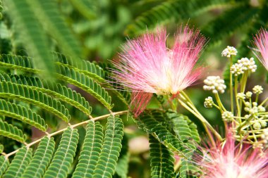 Albizia julibrissin çiçek yakın çekim bir arka plan olarak