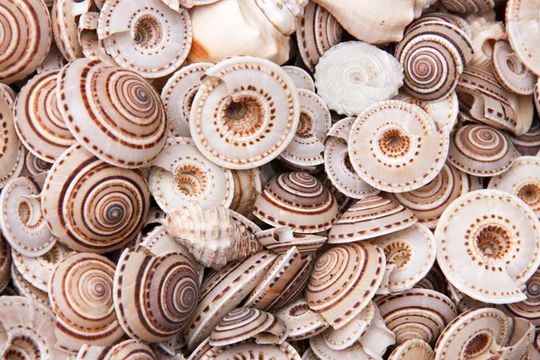 Seashells as a background on the counter market — Stock Photo, Image