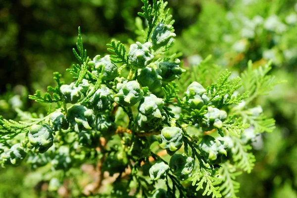 Cypress tohumlar bir şube yakın çekim makro üzerinde — Stok fotoğraf