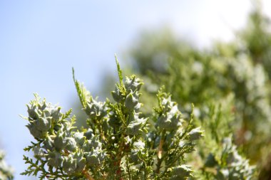 Cypress tohumlar bir şube yakın çekim makro üzerinde