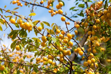 Sarı kiraz eriği gökyüzü ile şube