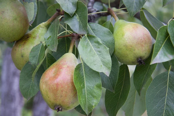 Päron hängde på trädgren i en trädgård sommar — Stockfoto