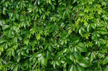 Genç vahşi yaprak çit - park duvar arka plan