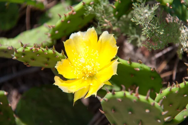 Gul blomma av en kaktus i park närbild — Stockfoto