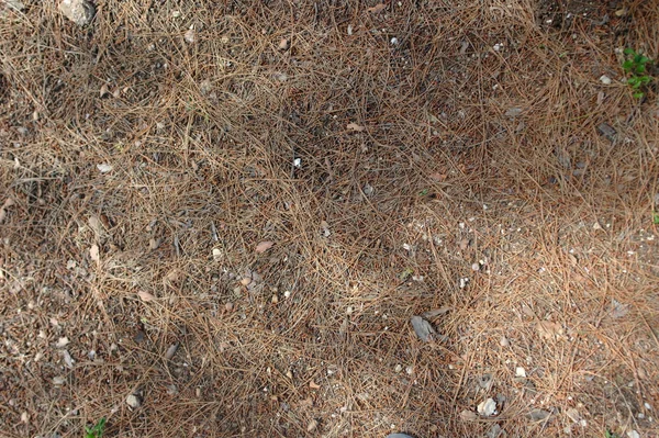 Texture of grey stone as background close up — Stock Photo, Image