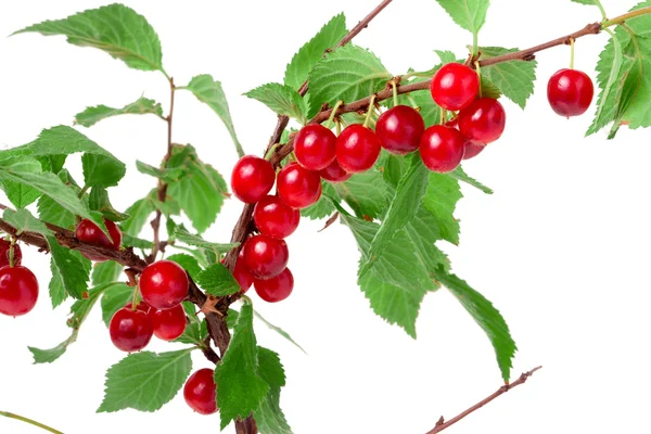 Gevilte cherry tak geïsoleerd op witte achtergrond — Stockfoto