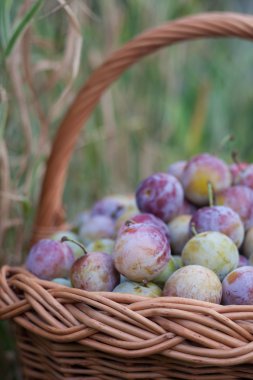 bir hasır sepet bahçede Erik