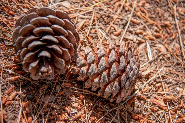 Twee fir kegels op de grond in het bos — Stockfoto