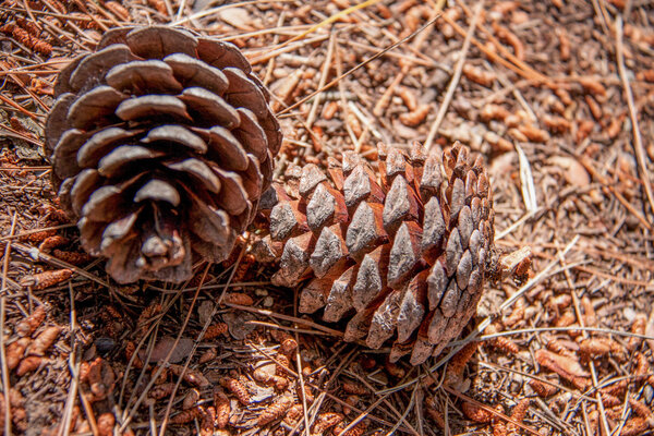 Two fir cones on the ground in the forest
