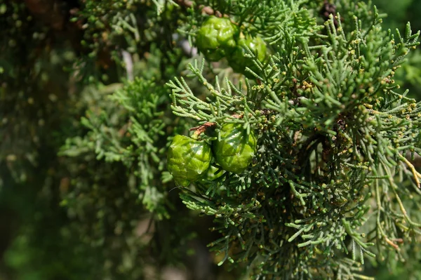 Graines de cyprès sur une branche close-up macro — Photo