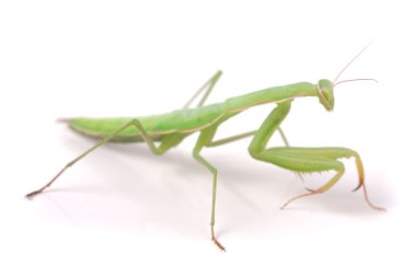 Beyaz arka plan üzerinde yakın çekim makro izole mantis