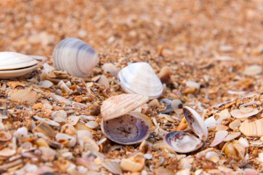 deniz kum sahil üzerinde