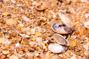 deniz kum sahil üzerinde