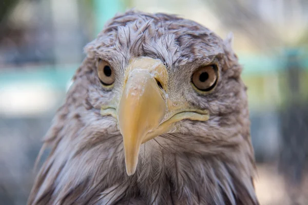 Eagle kepala close-up makro di luar ruangan hari — Stok Foto