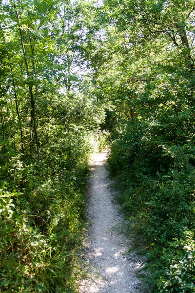 Caminho na floresta em um dia ensolarado de verão — Fotografia de Stock