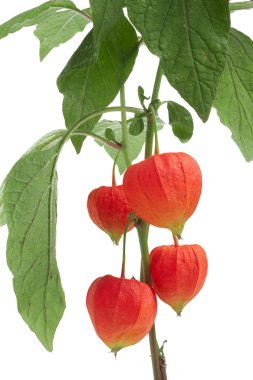 Beyaz arka plan makro'izole Physalis şube