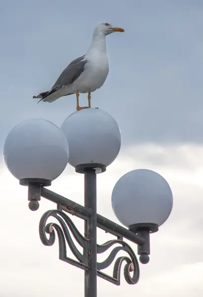 Gaivota empoleirada em lâmpadas de rua à noite — Fotografia de Stock