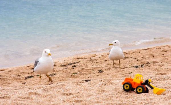 Zwei Möwen am Strand im Sommer — Stockfoto