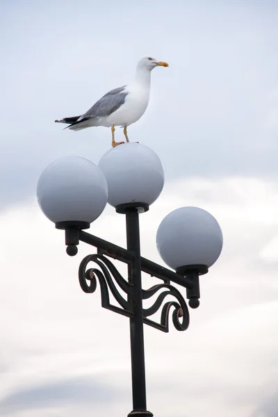 Mouette perchée sur les lampadaires le soir — Photo