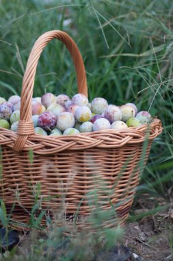 bir hasır sepet bahçede Erik