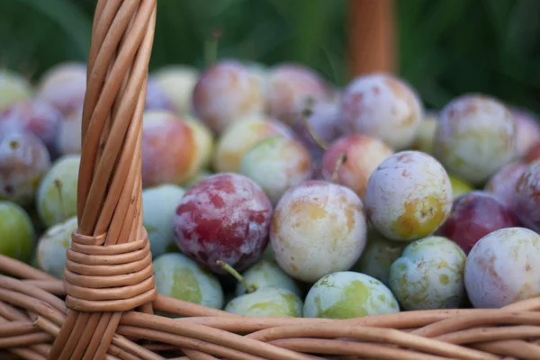 Plum in a wicker basket in the garden — Stock Photo, Image