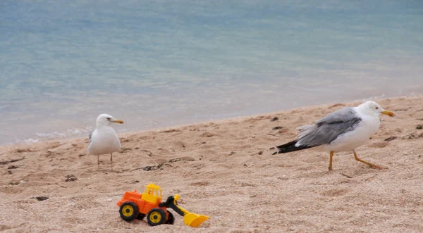 Два чайки на пляже в летнее время — стоковое фото