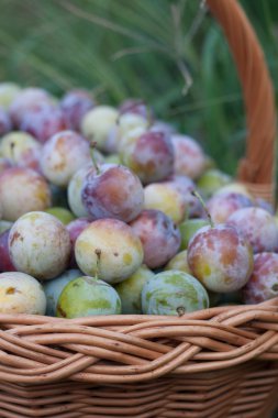 bir hasır sepet bahçede Erik