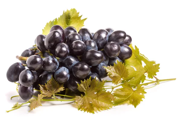 Cacho de uvas azuis com folha isolada sobre fundo branco — Fotografia de Stock