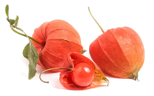 Husk tomatoes or physalis with leaf isolated on white background — Stock Photo, Image