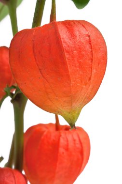 Beyaz arka plan makro'izole Physalis şube