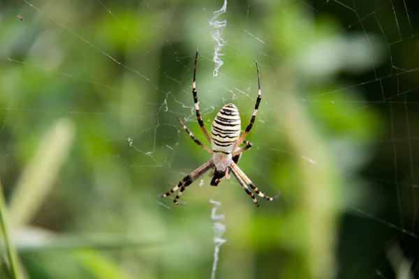 Aranha vespa sentado em um fundo verde web — Fotografia de Stock