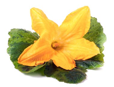 kabak çiçeği beyaz arka plan makro'izole yaprak ile