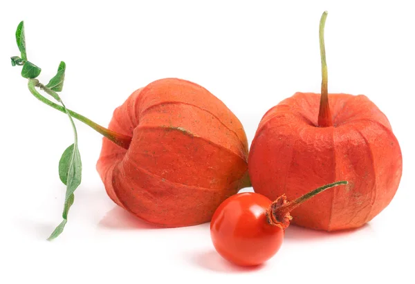 Husk tomaten of physalis met blad geïsoleerd op witte achtergrond — Stockfoto