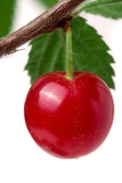 Une cerise feutrée sur le fond blanc isolé de la branche — Photo